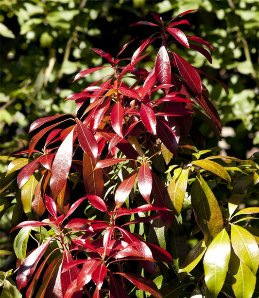  Schattenglöckchen „Forest Flame“