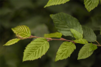  Hainbuchen-Hecke