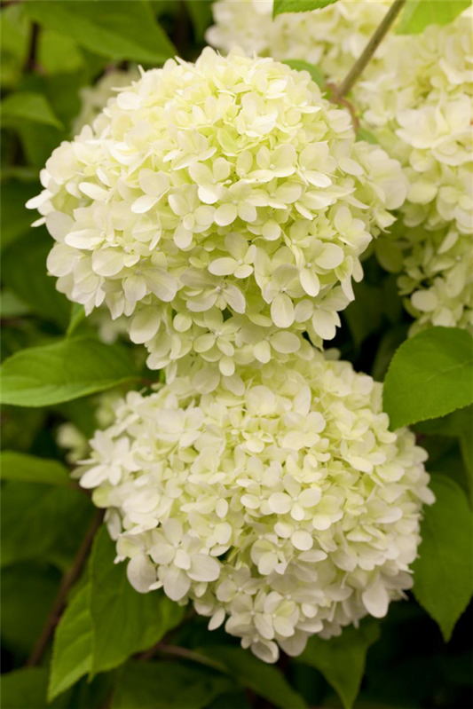  Rispenhortensie „Limelight(s)“