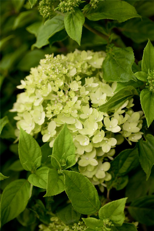  Rispenhortensie „Little Lime®“