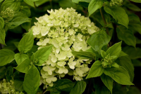  Rispenhortensie „Little Lime®“