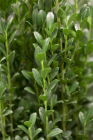  Säulen-Berg-Ilex „Fastigiata“