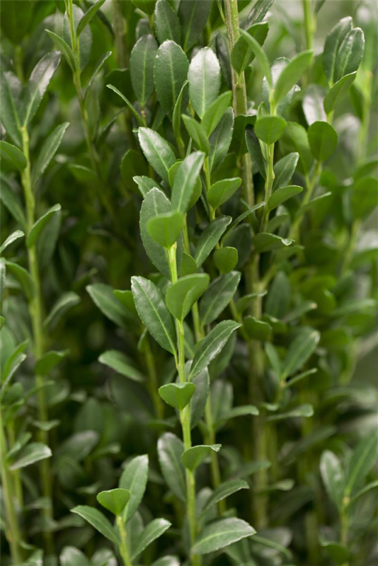  Säulen-Berg-Ilex „Fastigiata“