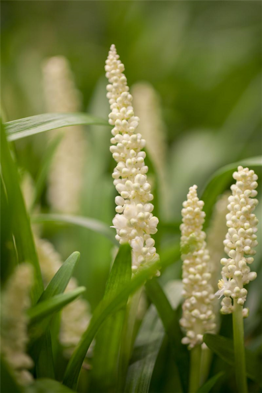  Garten-Glöckchentraube „Monroe White“