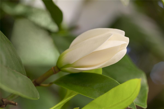  Magnolie