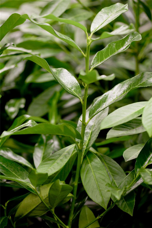  Lorberkirsche „Genolia®“ - Hecke