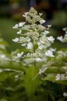  Rispenhortensie „Butterfly®“