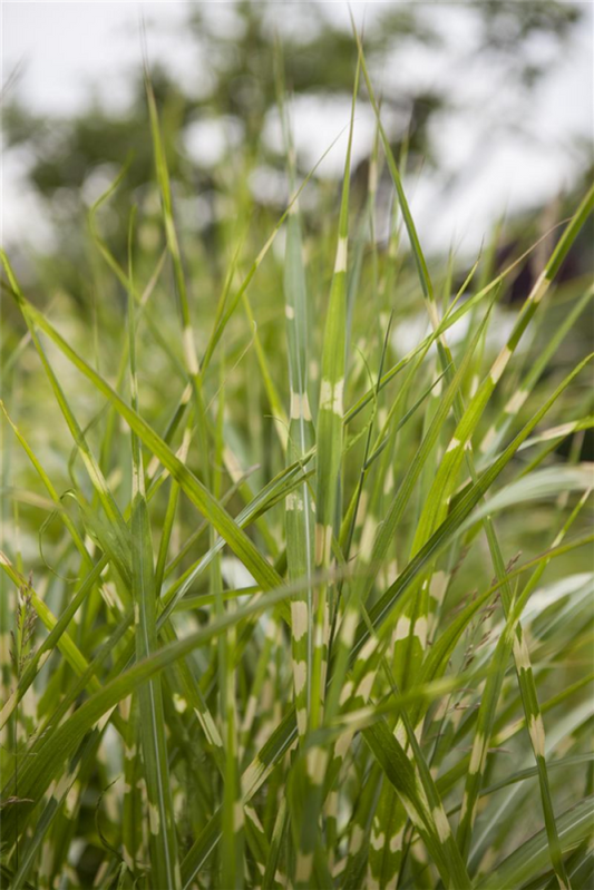  Garten-Chinaschilf „Zebrinus“