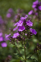  Hohe Garten-Flammenblume „Starfire“