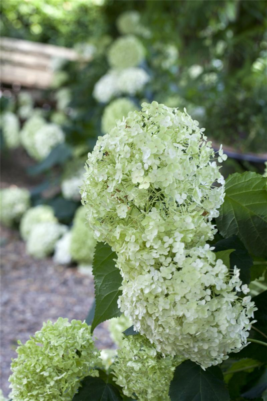  Ballhortensie „Annabelle“, 80-100 Cm