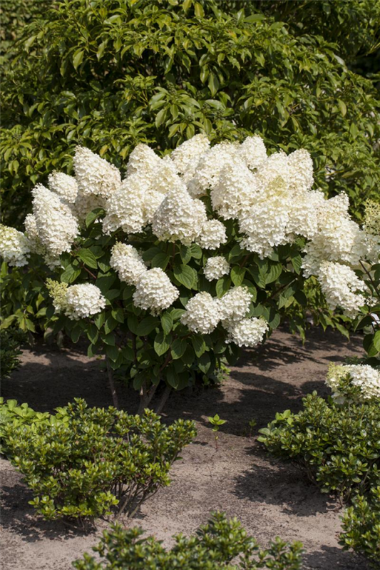  Rispenhortensie „Silver Dollar“