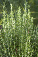  Garten-Rosmarin „Arp“