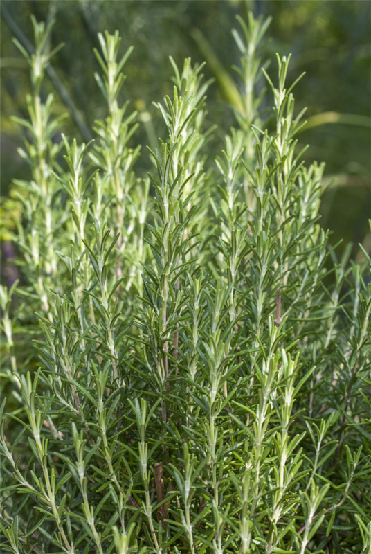  Garten-Rosmarin „Arp“