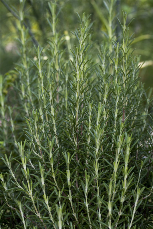  Garten-Rosmarin „Arp“