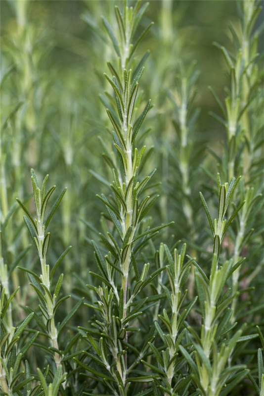  Garten-Rosmarin „Arp“
