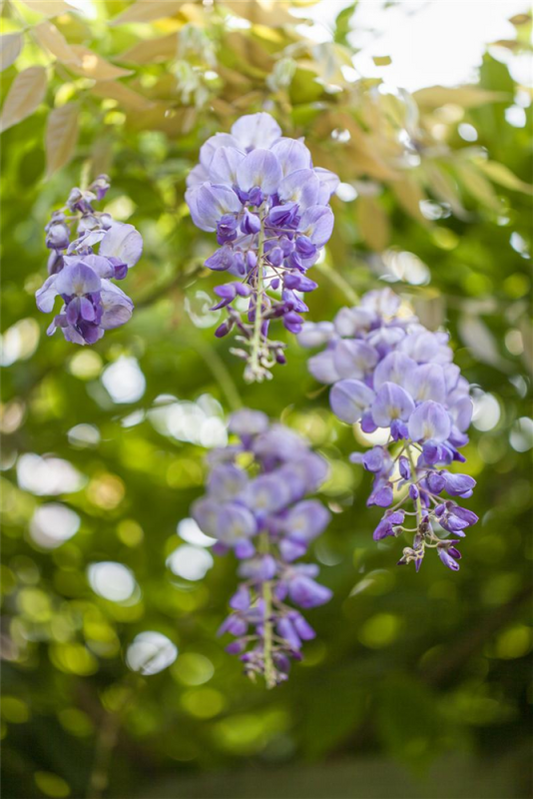  Blauregen „Okoyama“