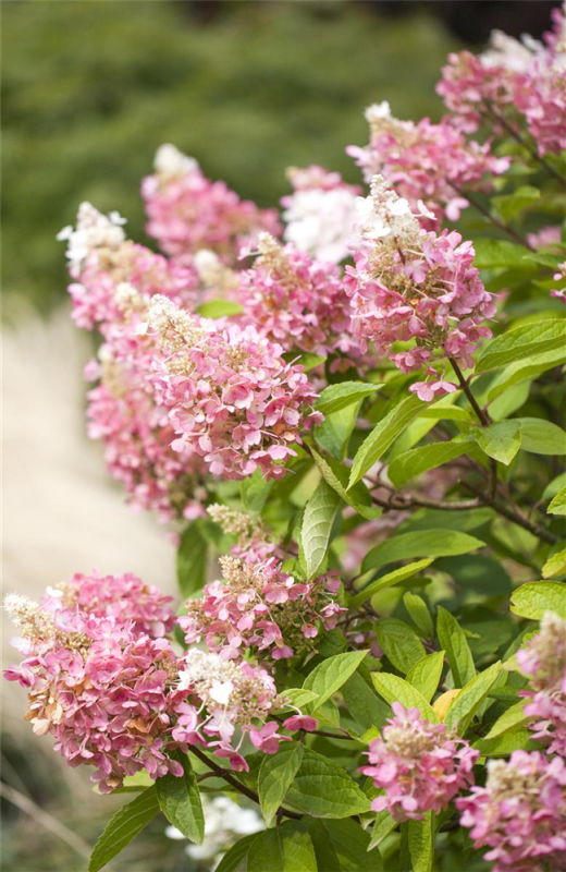  Rispenhortensie „Pinky Winky®“