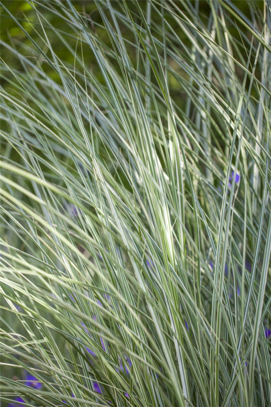  Garten-Chinaschilf „Morning Light“