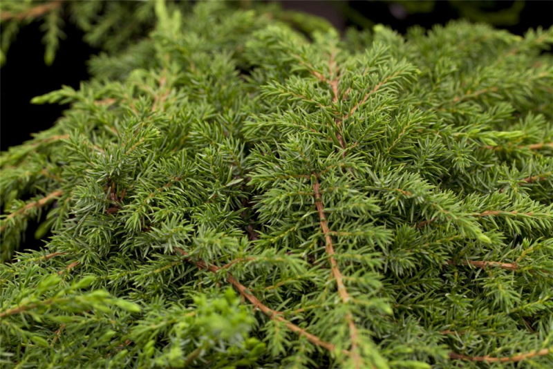  Kriechwacholder „Green Carpet“