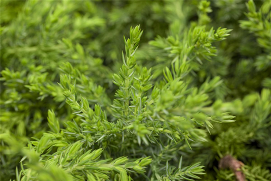  Wacholder „Greenmantle“