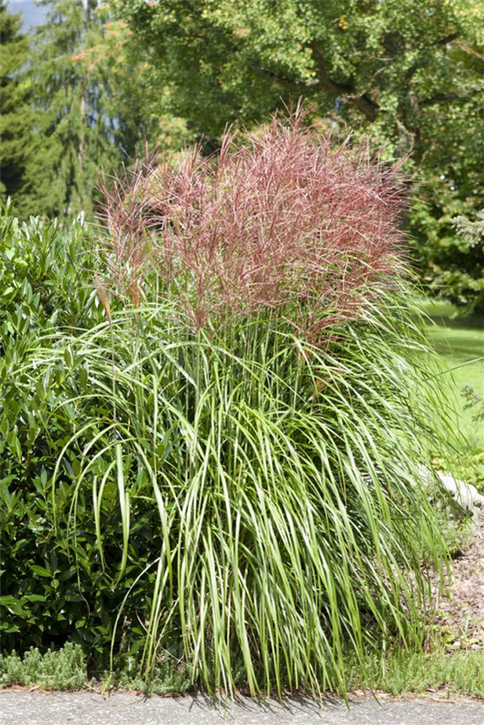  Garten-Chinaschilf „Große Fontäne“