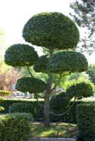  Hainbuchen-Hecke