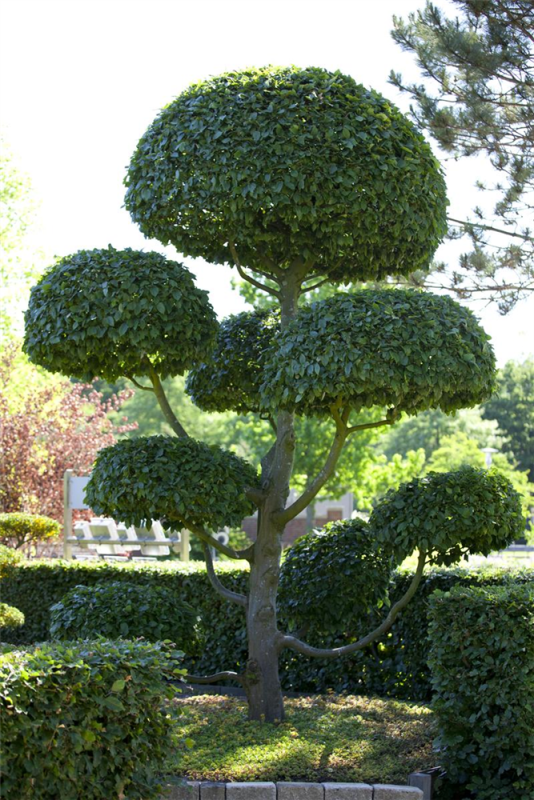  Hainbuchen-Hecke