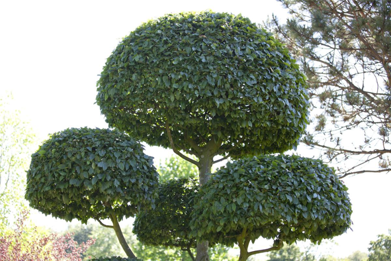  Hainbuchen-Hecke