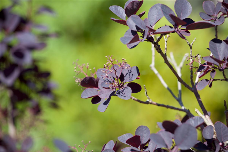  Roter Perückenstrauch „Royal Purple“