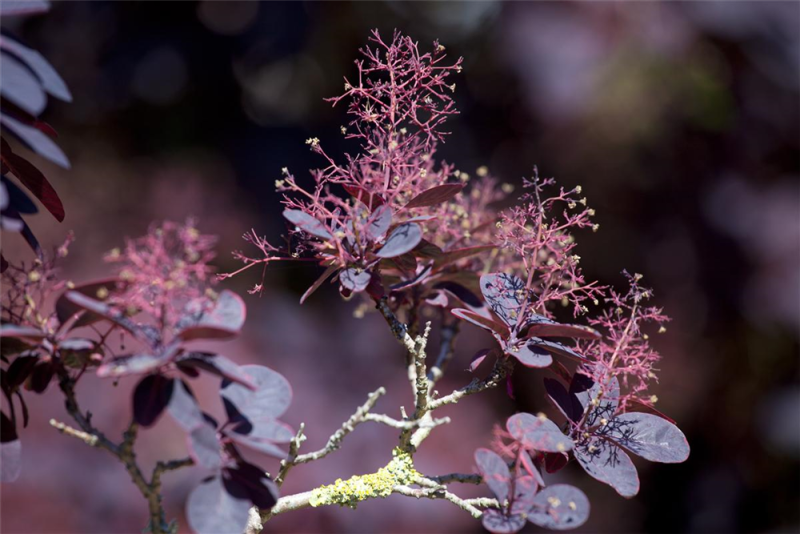 Roter Perückenstrauch „Royal Purple“