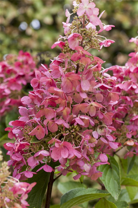  Rispenhortensie „Diamant Rouge®“