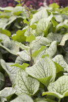  Kaukasusvergissmeinnicht