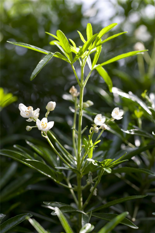  Orangenblume „Brica“