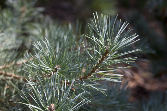  Wald-Kiefer „Glauca“