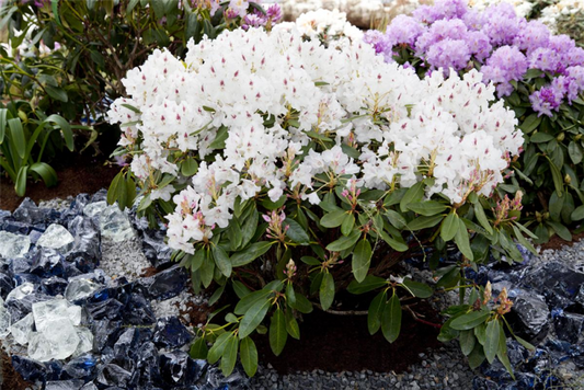  Rhododendron-Hybride „Madame Masson“