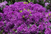  Rhododendron „Azurro“