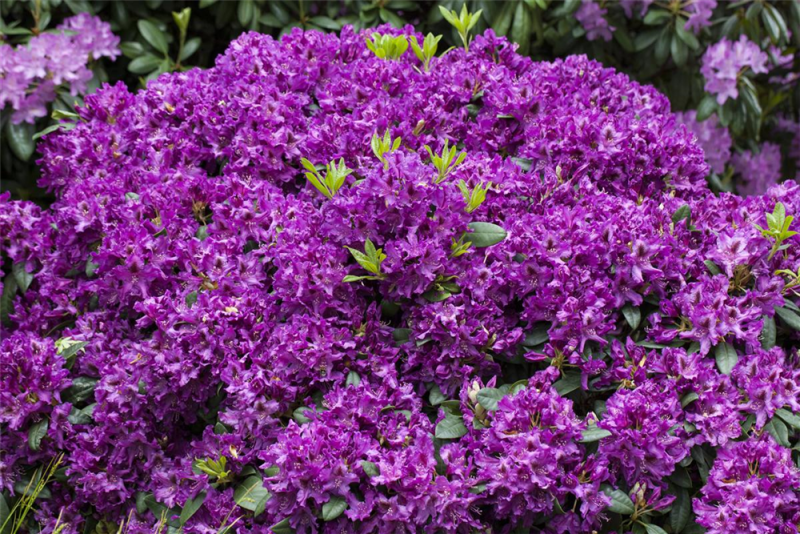  Rhododendron „Azurro“