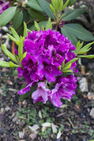  Rhododendron „Azurro“