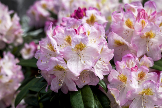  Rhododendron-Hybride „Brigitte“