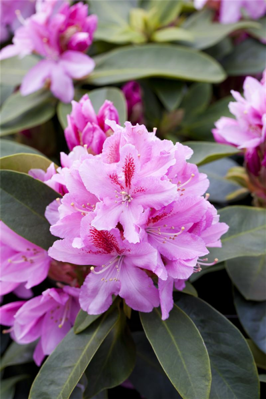  Rhododendron-Hybride „Furnivall“s Daughter“