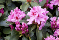  Rhododendron-Hybride „Furnivall“s Daughter“