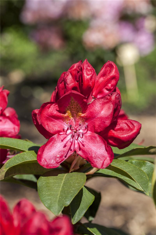  Rhododendron-Hybride „Junifeuer“
