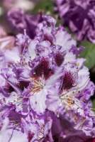  Rhododendron-Hybride „Pfauenauge®“