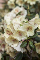 Rhododendron-Hybride „Viscy“