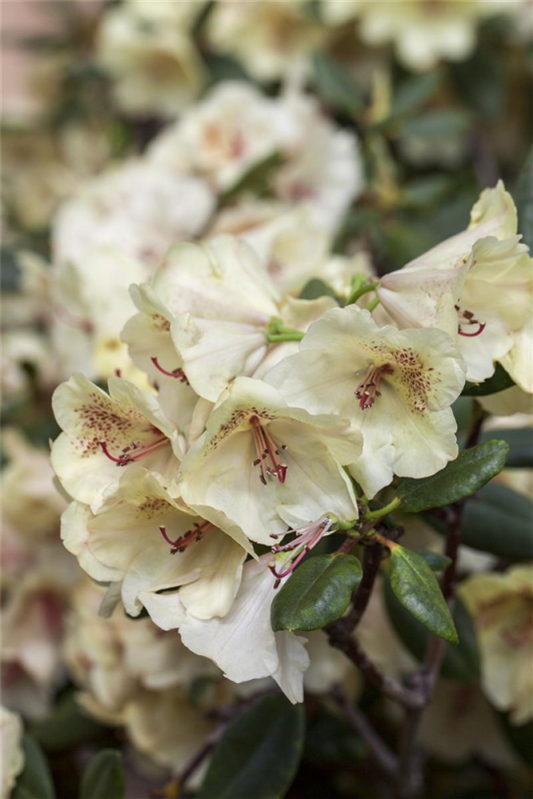  Rhododendron-Hybride „Viscy“