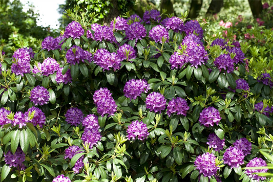 Catawba-Rhododendron „Grandiflorum“