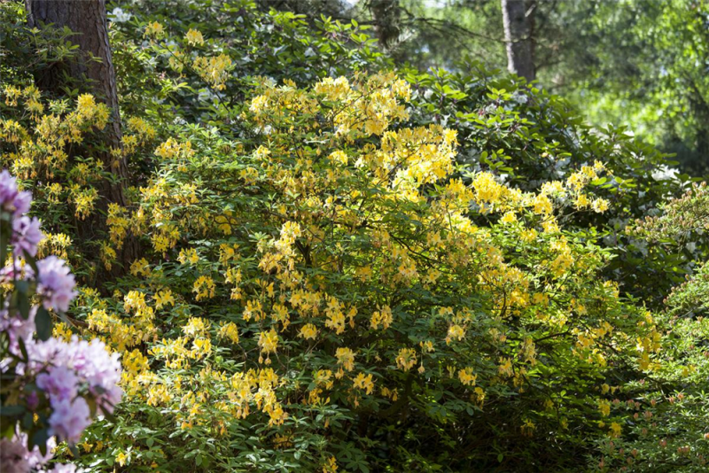  Pontischer Rhododendron „Sämling“