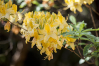  Pontischer Rhododendron „Sämling“