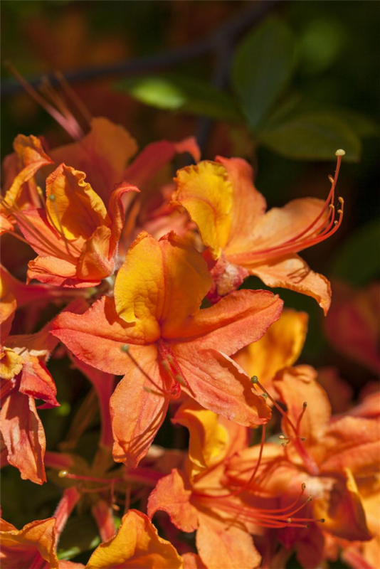  Pontischer Rhododendron „Sämling“