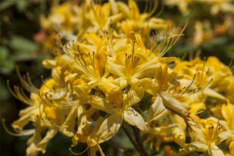  Pontischer Rhododendron „Sämling“